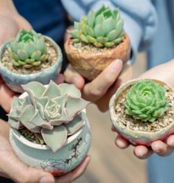 Close-up of hands holding various small potted succulents outdoors with natural lighting.
